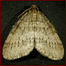 Winter Moth